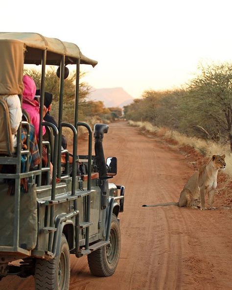 Spotted: A  in its natural habitat. To join an exclusive safari in Nambia Africa  and get a chance to see these wild cats up-close  head to the link in our bio. ... #TripAdvisor #Nambia #Africa #NambiaAfrica #Lioness #Safari Safari In Africa, Blue Wildebeest, Bush Wedding, Balloon Flights, Luxury Safari, On Safari, Safari Lodge, Flower Blanket, Africa Safari