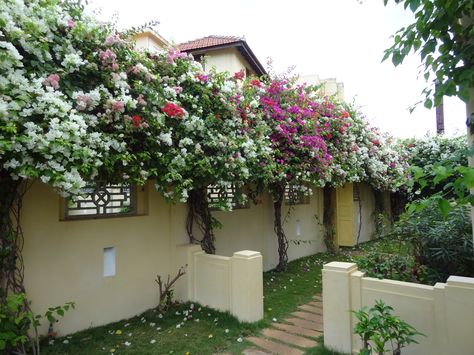 Bougainvillea on the pool walls in India. Compound Wall Planting Ideas, Bougainvillea On Wall, Bougainvillea On Fence, Bougainvillea Trellis Wall, Bougainvillea Trellis, Bougainvillea Tree, House Fence, Mexico House, Compound Wall