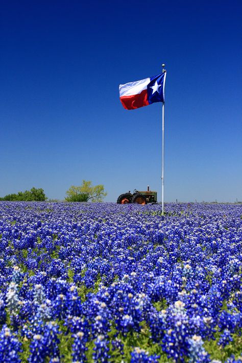 Only In Texas, Texas Life, Texas Forever, Texas Bluebonnets, Loving Texas, Texas Girl, Texas Flag, Texas Flags, Texas Homes