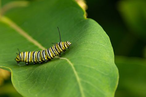 black and yellow caterpillar on green leaf photo – Free Image on Unsplash Caterpillar On Leaf, Wax Moth, Milkweed Seeds, Milkweed Plant, Monarch Caterpillar, Moth Caterpillar, Garden Solutions, Spirit Animals, Interesting Animals