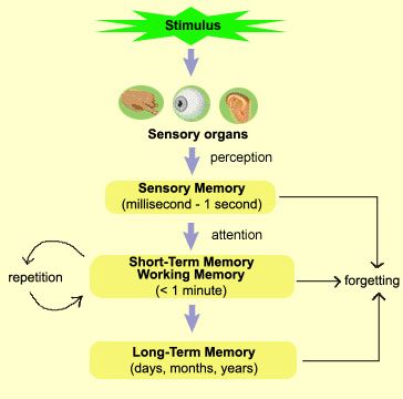 This diagram shows the process of memory, and the times each part of the memory is able to remeber the certain pieces of information from the time the stimulus is recieved to the time you either remeber it or forget it. Sensory Processing Disorder Symptoms, Memory Strategies, College Inspiration, Human Memory, Brain Memory, Caregiver Support, Advanced English, Short Term Memory, Working Memory