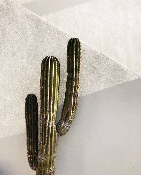 Kaktus Dan Sukulen, Desert Botanical Garden, Desert Vibes, Decoration Plante, No Rain, Beige Aesthetic, Cactus And Succulents, White Wall, Cacti And Succulents