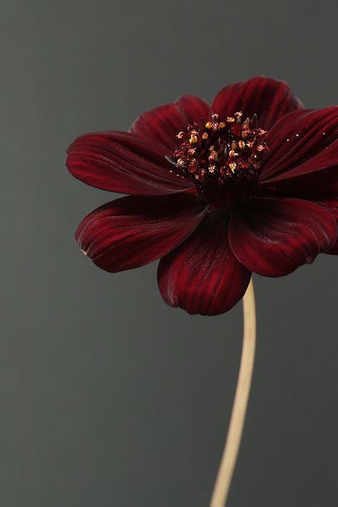 Chocolate Cosmos Flower, Chocolate Cosmos, Cosmos Flowers, Chocolate Flowers, Flowers Photography Wallpaper, Black Holes, Beautiful Flowers Wallpapers, Flower Phone Wallpaper, Photography Wallpaper