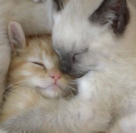 Kitten Cuddle, Cat Couple, Looks Pinterest, Cat Cuddle, Silly Cats Pictures, Two Cats, Cat Icon, Cute Cat Gif, Cat Boarding