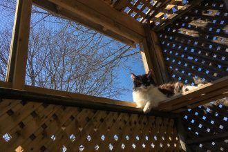 Pawsome Reads Archives – Adventure Cats Apartment Cat, Excited Cat, Outdoor Pet Enclosure, Cat Patio, Cat Houses, Outdoor Cat Enclosure, Adventure Cat, Pet Enclosure, Outdoor Cat