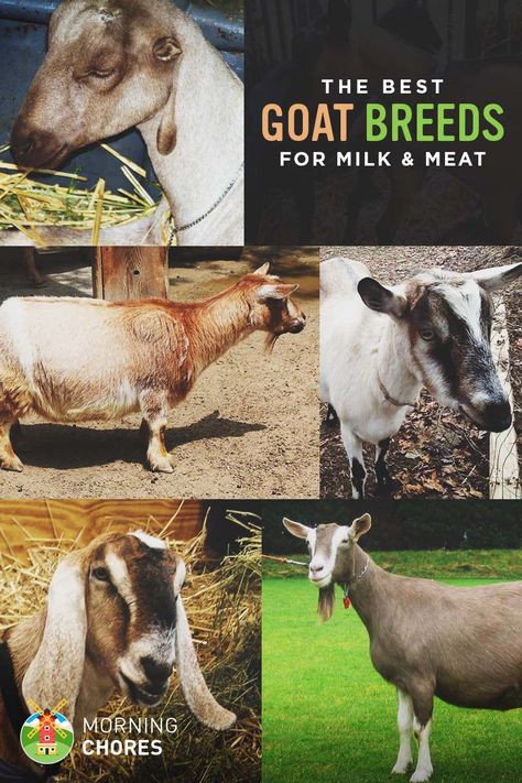 Don't raise the wrong breeds. Here are 18 of the best goat breeds for milk and meat production that you should consider. Goat Stable, Farm Decor Ideas, Morning Chores, Goat Breeds, Keeping Goats, Pygmy Goats, Homestead Animals, Goat Care, Raising Goats