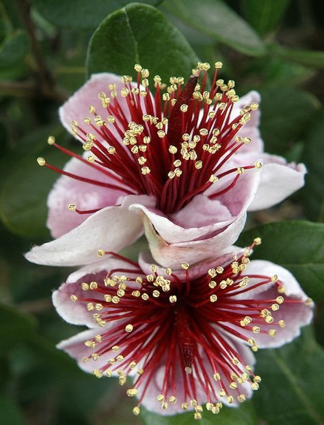 Pineapple Guava Flowers. I've never seen these. I just love guava products. We were in a guava plant in Hawaii and got some awesome guava jams. Guava Flower, Pineapple Guava, Colorful Roses, Unusual Flowers, The Secret Garden, Airbrush Art, Pretty Plants, Unique Flowers, Exotic Plants