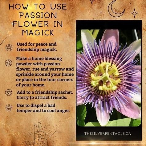 Herbs Spells, Magical Herbs Witchcraft, Herbs Witchcraft, Herbal Witch, Witch Tips, Magickal Herbs, Medical Herbs, Plant Magic, Witch Stuff