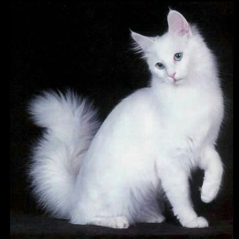 Turkish Van Cats, Turkish Angora Cat, Rare Cat Breeds, Angora Cats, Turkish Angora, Rare Cats, Cat Reference, Cat Pose, White Cats