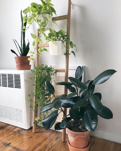 Plant ladder from IKEA (Satsumas) with rubber plant (ficus elastica), string of pearls, golden pothos and snake plant Ladder Plant Holder, Rubber Plant Indoor Decor, Ladder With Plants, Ikea Satsumas, Ladder Ideas, Plant Ladder, Hanging Glass Terrarium, Room Plants, Indoor Plant Wall