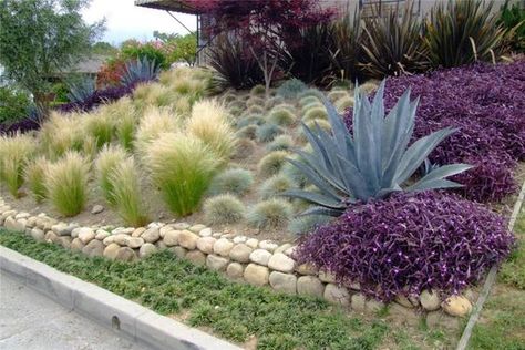 Blue fescue, agave americana (century plant), mondo grass/lily grass, Mexican feather grass, flax, purple heart/purple queen Agave Americana, Mexican Feather Grass, Front Lawn Landscaping, Blue Fescue, Century Plant, Purple Queen, Heart Purple, Dry Garden, Grasses Landscaping