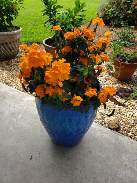 Crossandra Plant Orange, Crossandra Flower, Crossandra Plant, Porch Plants, Orange Plant, Container Ideas, Planting Ideas, Patio Pots, Container Gardening Flowers