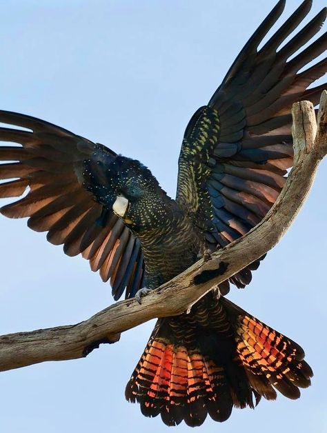 Red-tailed Black cockatoo via Bird's Eye View at www.Facebook.com/aBirdsEyeViewForYou Bird Tattoo Traditional, Aussie Tattoo, Red Tailed Black Cockatoo, Australian Fauna, Black Bird Tattoo, Black Cockatoo, Tattoo Traditional, Bird Tattoo, Feather Wings