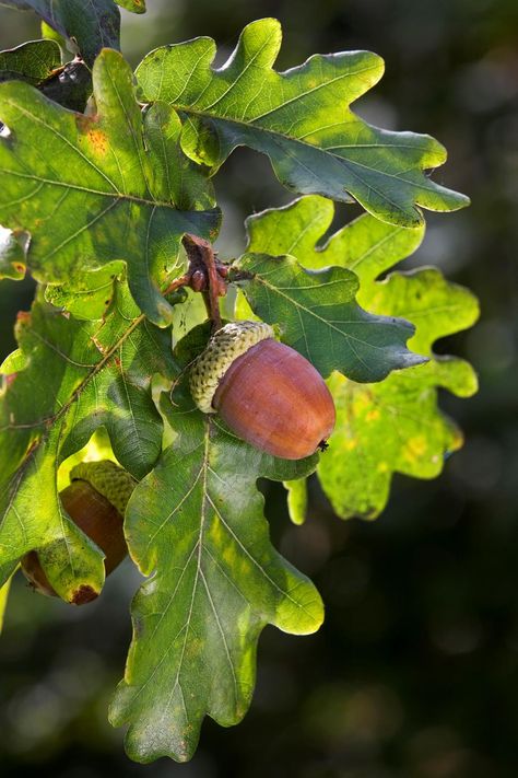 Hardwood trees, such as the English Oak, are considered to be the best at locking away carbon dioxide due to their long life spans, and large mass. And Mother Nature isn't the only one to reap the rewards from this tree. It's green scalloped leaves and low, hanging canopy will make a stunning focal point in your back yard, providing much needed shade on those long, hot summer days. English Oak Tree, Ormanlık Alan, Acorn And Oak, Fruit Photography, Plant Guide, Oak Leaves, Tree Leaves, Seed Pods, Alam Semula Jadi