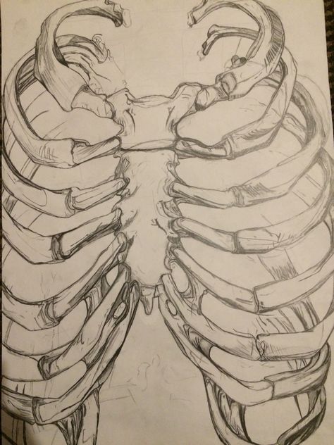 My rib cage sketch. (A2 size paper) Clay Rib Cage, Rib Cage Sketch, Cage Sketch, Rib Cage Drawing, A2 Size Paper, Artist Research Page, Arm Drawing, Shading Drawing, Ribcage Tattoo