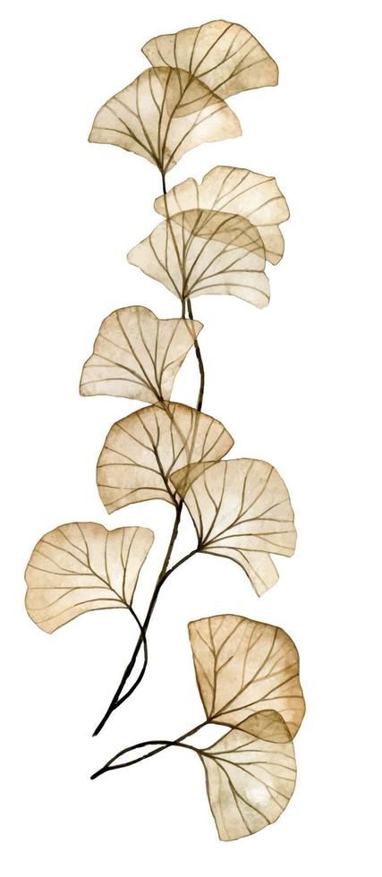 watercolor drawing. transparent flowers, ginkgo leaves. delicate illustration. x-ray Drawing Transparent, Advertisement Illustration, Ginkgo Leaves, Transparent Flowers, Ginkgo Biloba, Ginkgo Leaf, Watercolor Drawing, Infographic Templates, X Ray