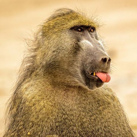 Baboon Monkey / Babouin / Image by lyn.f from flickr Baboon, Animals