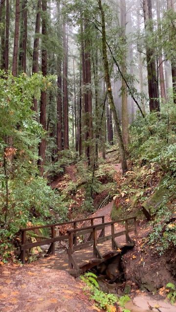 Santa Cruz Bucket List on Instagram: "A little rain goes a long way in the redwood forests of Santa Cruz…" Santa Cruz Forest, Santa Cruz Redwoods, Women's Retreat, Santa Cruz Mountains, Womens Retreat, Redwood Tree, Redwood Forest, Instagram A, Bucket List