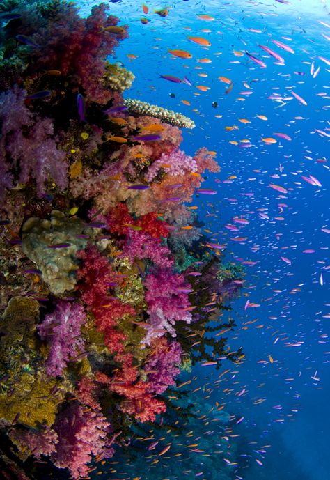 arrecife de Fiji Colorful Coral Reef, Creature Marine, Ocean Floor, On The Ocean, Beautiful Ocean, Sea World, Sealife, Underwater World, Ocean Life