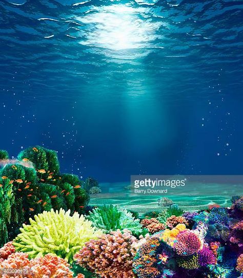 Multicolored underwater coral reef with sunbeam Underwater Photography Pool, Coral Reef Photography, Coral Underwater, Marine Photography, Sea Life Creatures, Bawah Air, Under Sea, Underwater Images, Underwater Painting