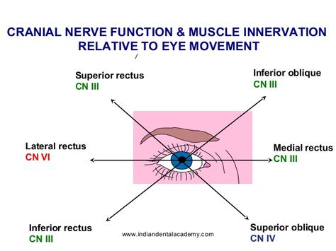 Cranial Nerves Function, Opthalmic Technician, Optician Training, Eye Health Facts, Optometry Education, Eye Muscles, Human Skeletal System, Optometry School, Eye Anatomy