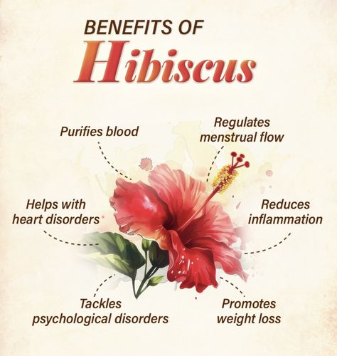 Fred’s Farm | Herbs (@FredsFarm247) on X Hibiscus Flower Benefits, Benefits Of Hibiscus Tea, Benefits Of Hibiscus, Hibiscus Tea Benefits, Healthy Food Art, Lowering Blood Pressure, Food Health Benefits, Health Articles Wellness, Psychology Disorders