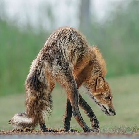 Cute Pet Photos, Fox Looking Down, Pose Ref Photo, Poses With Cat, Dog Poses Reference, Poses With Animals, Two Headed Animals, Protective Animals, Looking Back Pose