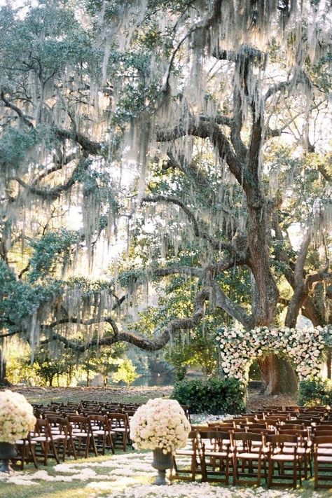 Weddings In California, Romantic Bridal Dresses, Southern Romantic Wedding, Outdoor Country Wedding Ceremony, Moss Tree Wedding, Live Oak Wedding, Southern Country Wedding, Country Side Weddings, Outdoor Southern Wedding