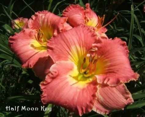 Michigan Flowers | Image Gallary: Ambrosia flower Ambrosia Flower, Plant Meanings, Night Flowers, Patio Landscaping, Language Of Flowers, Floral Sleeve, Body Mods, Birth Flowers, Love Flowers