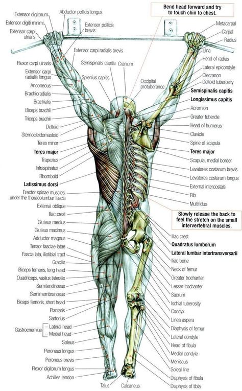 Bolesti Chrbta, Human Body Anatomy, Muscle Anatomy, Trening Fitness, Human Anatomy And Physiology, Medical Anatomy, Anatomy Study, Body Anatomy, Fitness Challenge