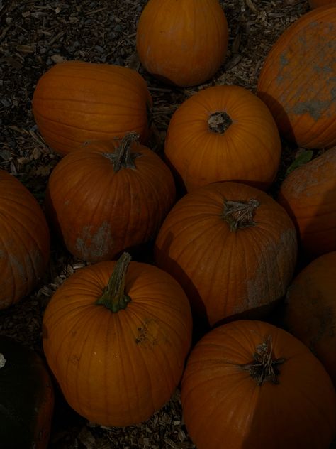 Sun Collage, Pumpkin Patch Aesthetic, October Moodboard, Pumpkin Aesthetic, Pumpkin Photography, Marauders Aesthetic, Spooky Halloween Pictures, October Girl, October Vibes