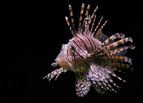 Lion Fish Photography, Coral Reef Photography, Cool Sea Creatures, Sea Life Creatures, Lion Fish, Underwater Creatures, Incredible Creatures, Exotic Fish, Aquatic Animals