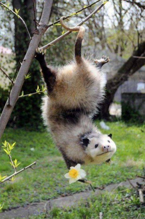 Baby Opossum, A Ferret, Awesome Possum, Animal Pics, Silly Animals, Hamsters, Funny Animal Pictures, An Animal, Animal Photo