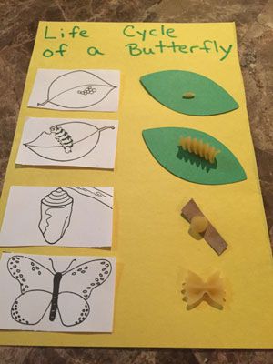 buttefly life cycle craft Butterfly Pasta, Butterfly Chart, Butterfly Life Cycle Craft, Life Cycle Of A Butterfly, Stages Of A Butterfly, Cycle Of A Butterfly, Hungry Caterpillar Activities, Life Cycle Craft, Insects Preschool