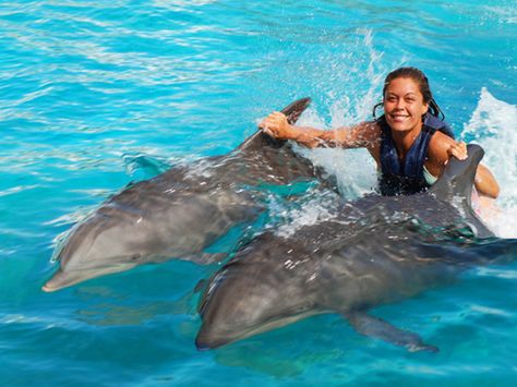 Dolphin Trainer, Waikoloa Village, Dolphin Tale, New Disney Movies, Kid Friendly Activities, Roatan, Hawaii Travel, Animals Friends, Oahu