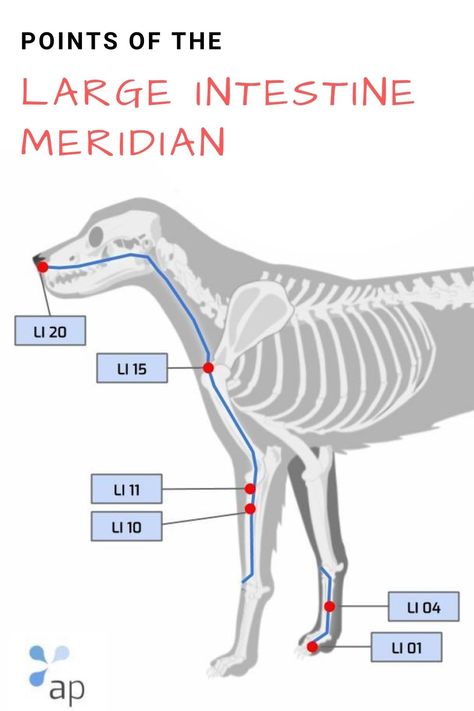 Acupuncture Points on the Large Intestine Meridian of a Dog #dog #canineacupuncture #caninearthritis #veterinaryacupuncture #vet #canineacupressure Large Intestine Meridian, Dog Acupuncture, Veterinary Acupuncture, Meridian Acupuncture, Dog Enrichment, Vet Med, Pet Vet, Acupuncture Points, Large Intestine