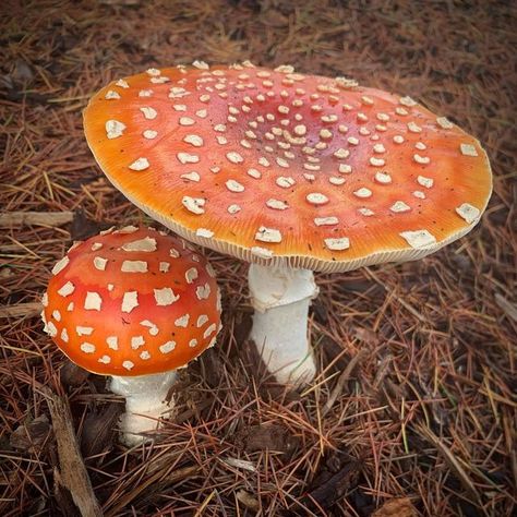 Feral Fauna Art on Instagram: "~ Wishing you a Blessed Yule and a Merry Christmas. May we appreciate the beauty of nature and all that it provides, even in these cold winter months. ~ ~ ~ #mushroom #mushrooms #fungus #fungi #mycology #pnw #northwest #northwestisbest #pacificnorthwest #natureartist #amanita #flyagaric #christmas #christmas2022 #yule #yuletide #pagan #witch #winter #solstice #wintersolstice #intothewoods #intothewild #magic #fairies #natureinspired" Growth And Decay, Nature Artists, Mushroom Fungi, Winter Months, Cold Winter, Yule, How Beautiful, Natural Beauty, Nature Inspiration