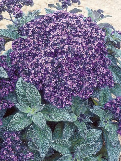 Heliotrope: The small, shrubby heliotrope gives off a superb vanilla scent. The flowers are purple-blue ('Chatsworth'), violet (e.g., 'Lord Roberts'), or white ('White Lady'). Fertilize monthly in summer; bring under cover for winter and keep just moist. Renew by cuttings. Height: To 18 inches Spread: To 18 inches Hardiness: Plants that need protection from frost over winter Soil Preference: Well-drained soil, moist soil Sun or Shade: Full sun, partial or dappled shade Afternoon Sun Perennials, Perennials For Full Sun, Heliotrope Flower, Spice Drops, Butterfly Garden Plants, Hgtv Garden, Hardscape Design, Short Plants, Zone 9