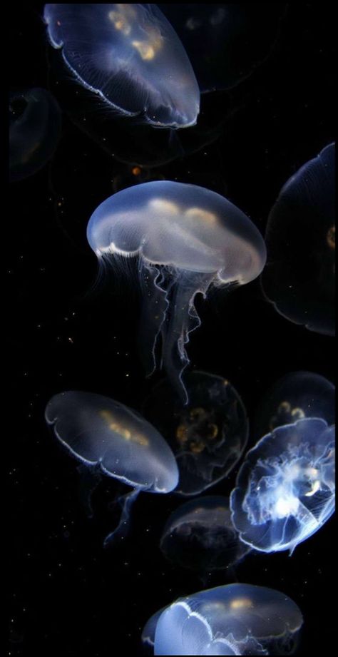 Cool Backgrounds Hd, Profile Background, Phone Wallpaper Hd, Blue Jellyfish, Aesthetic Cool, Back Wallpaper, Fish Wallpaper, Cool Wallpapers For Phones, Jelly Fish