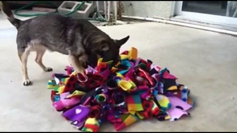 Image source: Accomplished Canines Dog Digging, Homemade Dog Toys, Snuffle Mat, Diy Dog Toys, Easiest Dogs To Train, House Training Dogs, Dog Games, Sell Diy, Dog Ideas