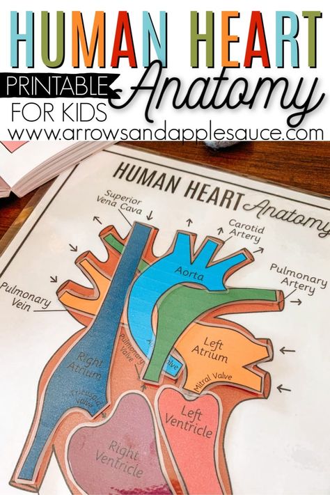 Studying the human heart anatomy is fun and easy with this great printable resource and selection of fun books. I heart this subject! #Homeschoolscience #kindergartenscience #humananatomy #heartanatomy #homeschoolprintables #christianhomeschool #humanheart #kidsscienceactivity #anatomyprintable Heart Activities For Kids, Anatomy For Kids, Human Body Unit Study, Education Printables, Human Heart Anatomy, Human Body Science, Human Body Activities, Preschool Weather, Anatomy Lessons