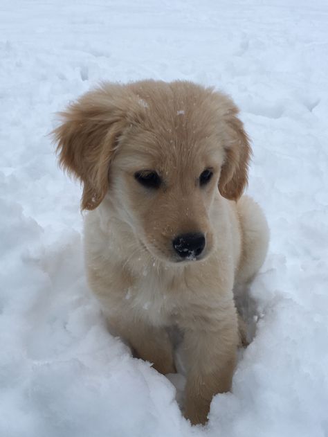 Pandora Lovegood, Golden Doodles, Golden Puppy, Do Cute, Very Cute Dogs, Adorable Puppies, Cute Dog Pictures, Golden Retriever Puppy, Baby Dogs