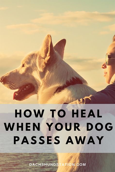 How To Cope With Loss Of Dog, Ways To Memorialize A Dog, Losing Your Dog, Dog In Heaven, The Loss Of A Dog, Loss Of A Dog, Pet Loss Dog, Puppy Dog Pictures, Miss My Dog