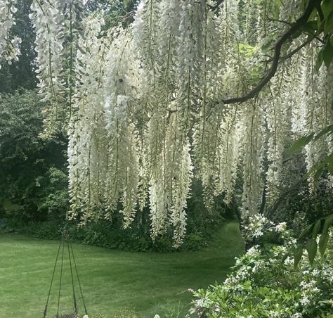 White Wisteria Aesthetic, White Tree Aesthetic, Twelve Dancing Princesses Aesthetic, Aesthetic Wisteria, Barbie Twelve Dancing Princesses, Green Profile Picture, White Willow Tree, Princesses Aesthetic, Green Profile