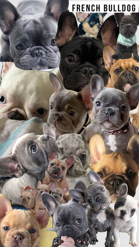 #frenchie #frenchbulldogs #dogs French Bulldog Puppies Wallpaper, French Bulldog Wallpaper Backgrounds, Frenchie Wallpaper Iphone, Frenchie Wallpaper, French Bulldog Wallpaper, Wine Glass Vinyl, Dog Wallpaper Iphone, Cute Dogs Images, Bulldog Francese