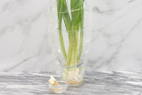 Discover three ways you can store green onions to keep them fresh longer. You can also regrow them when they've passed their prime. Storing Green Onions, How To Store Ginger, How To Store Garlic, Storing Vegetables, Growing Basil, Spring Onions, Wine Refrigerator, How To Store, Fresh Fruits