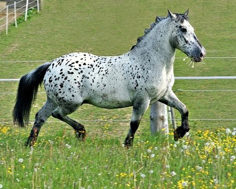 Appaloosa? Noriker Horse, Spotted Horse, Leopard Appaloosa, Horse Photo, Draft Horse, Types Of Horses, Horse Boarding, Appaloosa Horses, Majestic Horse