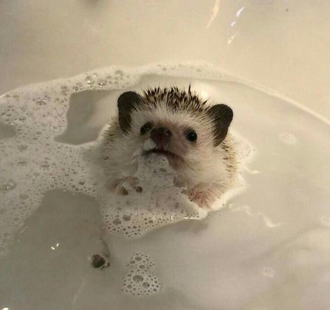 ⭐բҽҽlíx⭐ A Hedgehog, Pets 3, Cute Hedgehog, Pretty Animals, Sugar Glider, Cute Animal Photos, Cute Creatures, Animal Photo, Cute Little Animals