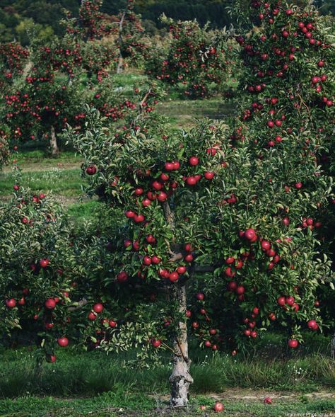 Apple Garden, Turkey Hill, Cider Mill, Laptop Wallpaper Desktop Wallpapers, Penguin Art, Fruit Plants, Fruit Garden, Landscaping Plants, Laptop Wallpaper