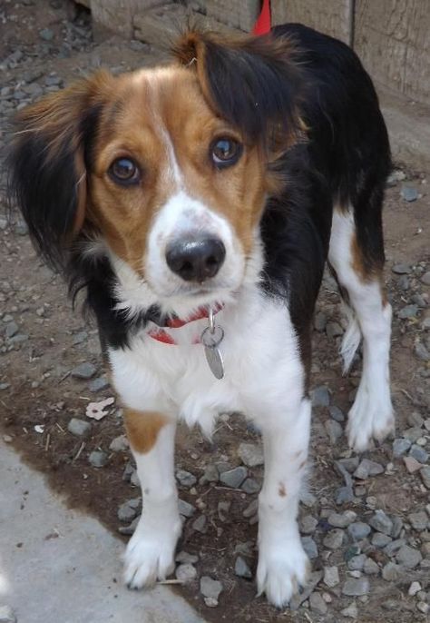 Beagle hound photo | Max - Beagle / Basset Hound / Mixed (short coat) - Photo 1 Beagle Pups, Beagle Hound, Basset Hound Mix, Dog Breed Names, Beagle Dogs, Adoptable Beagle, Therapy Animals, Beagle Mix, Popular Dog Breeds